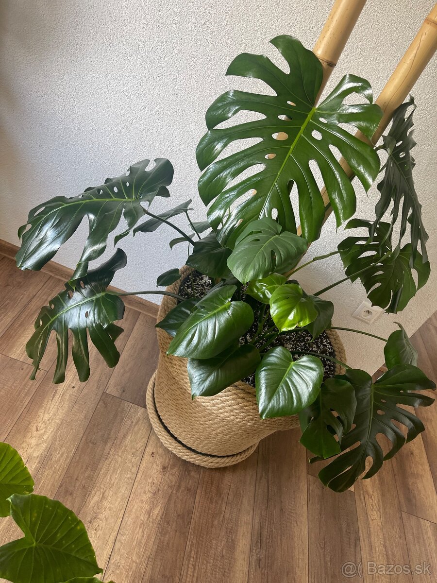 MONSTERA - 2