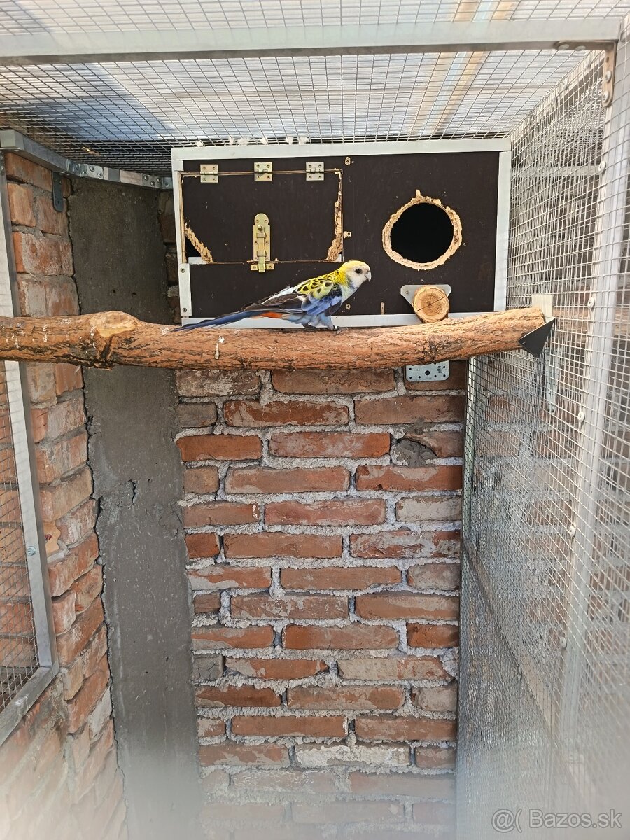 Rozela žltohlava - 2