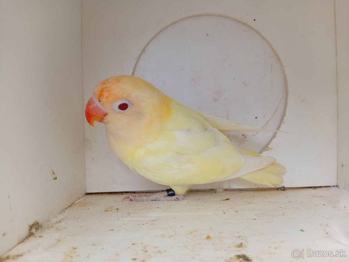 Agapornis Fischer - 2