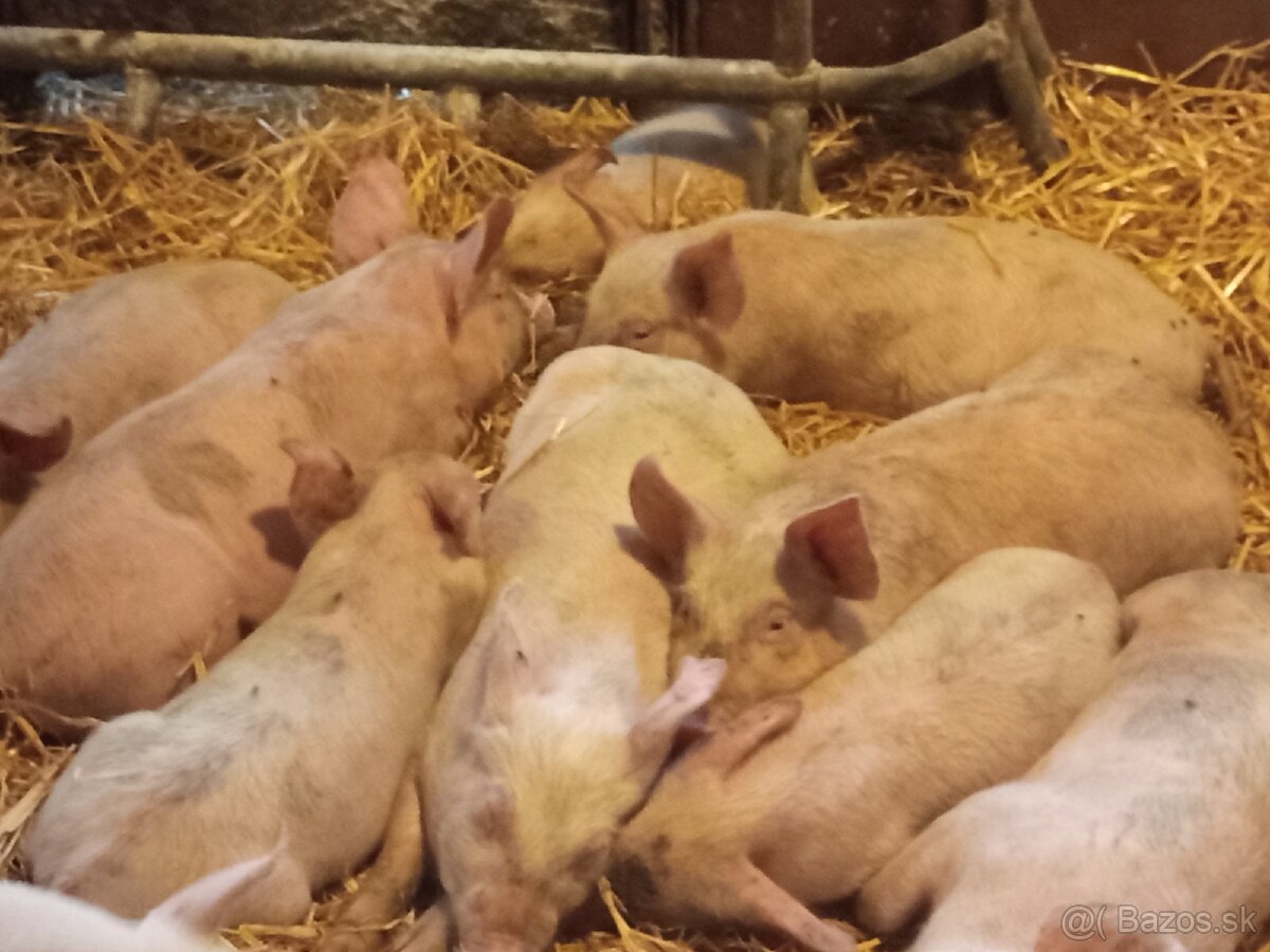 Predám odstavcata - 2