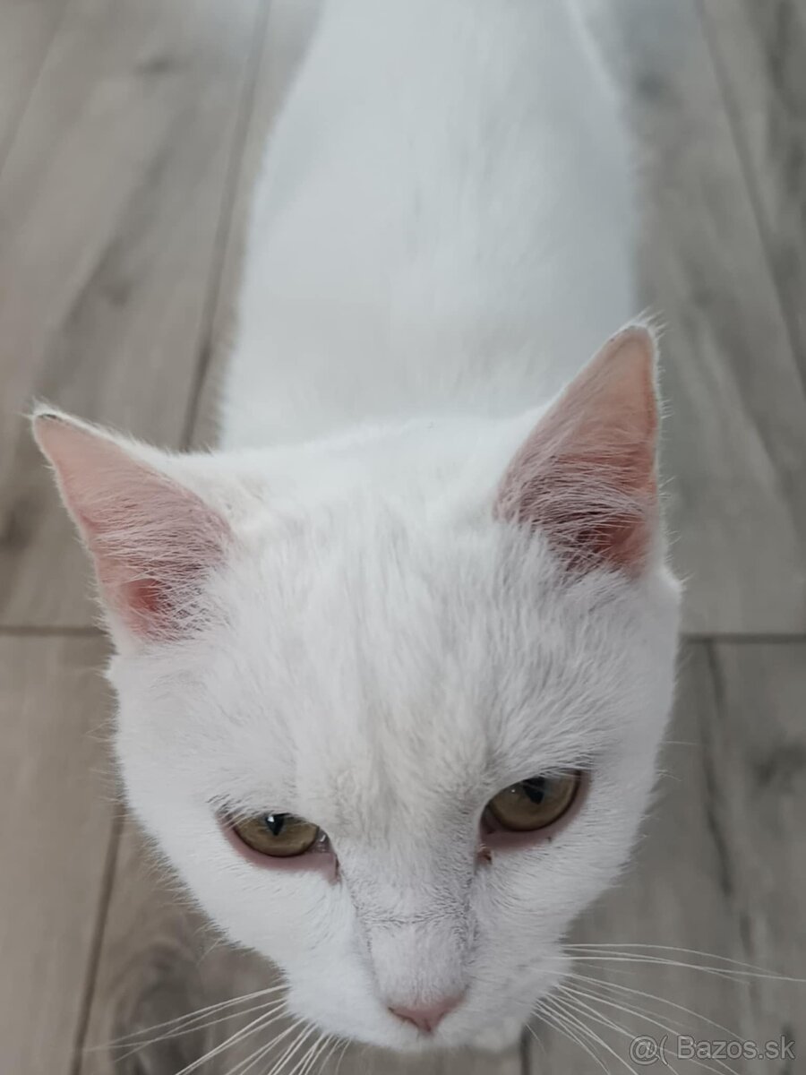 Darujem mačičku - 2