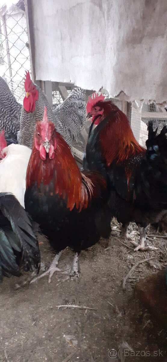 Kohúti maranské medenokrké - 2