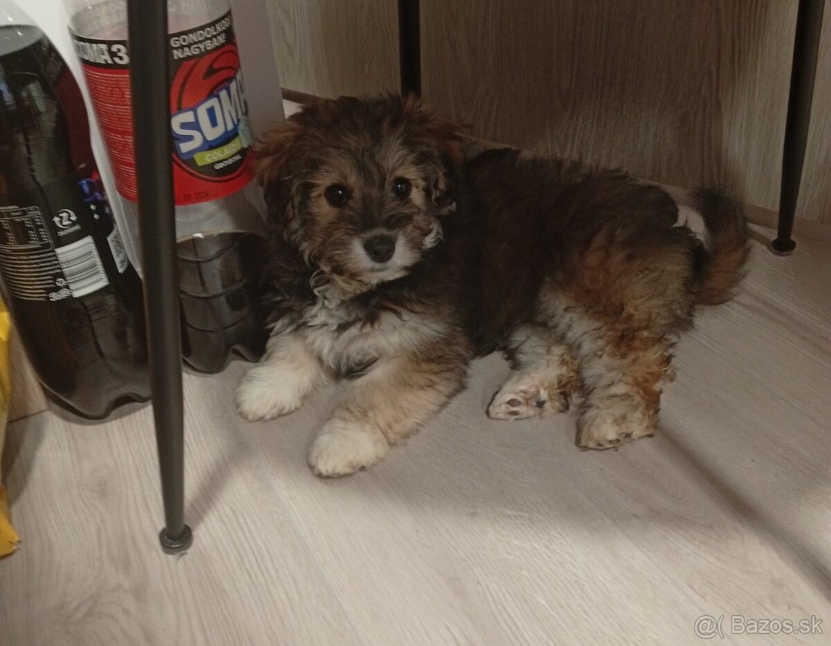 Darujem šteniatko - 2