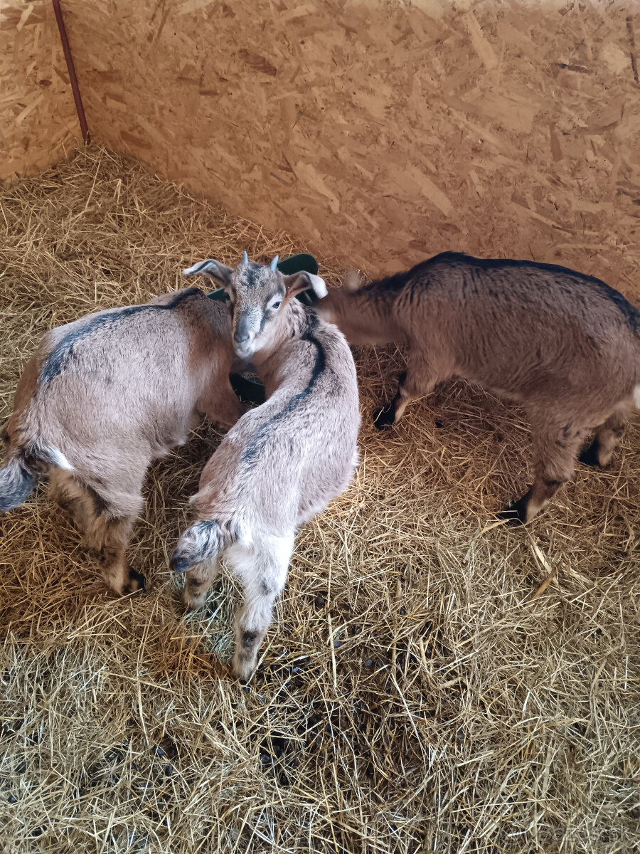 Predám kozliatka - 2