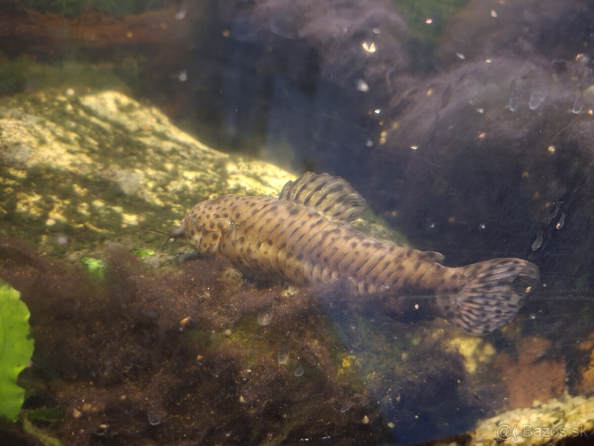 Darujem panciernicka - 2