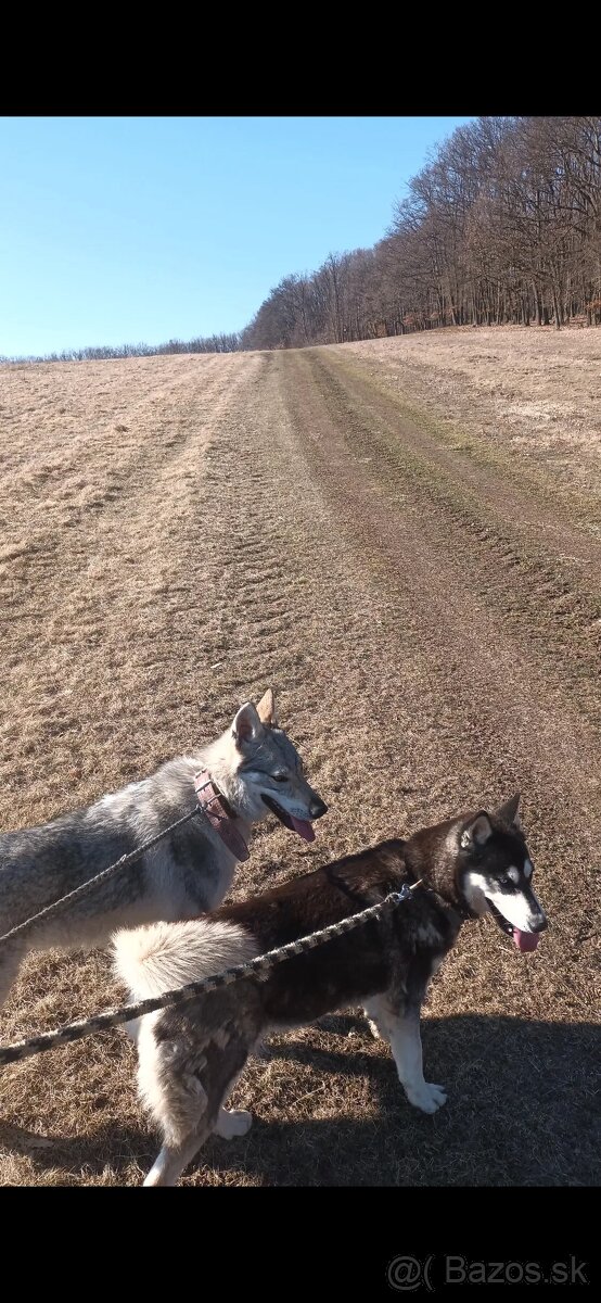 Československý vlčiak - 2