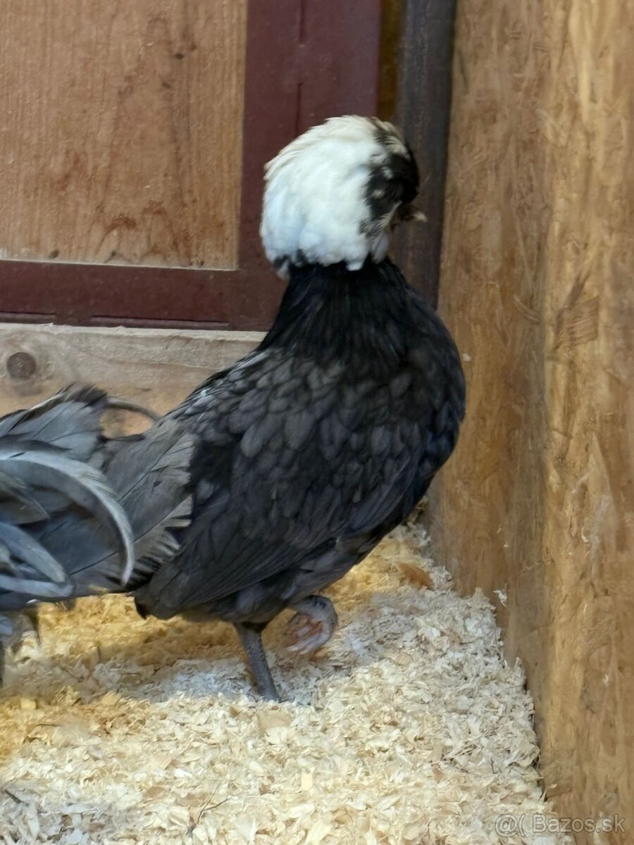 Holandské chocholaté sliepky na predaj - 2