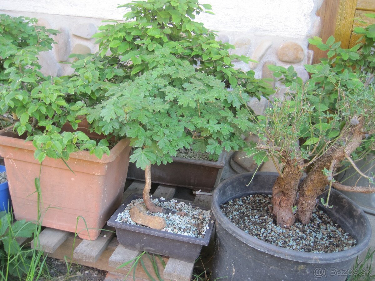 bonsai,bonsaj-JAVOR POLNÝ - 2