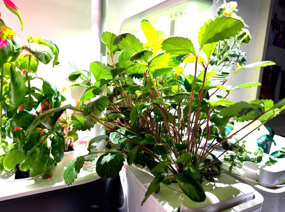 Inteligentný kvetináč Click & Grow Smart Garden 3 (biely) - 2
