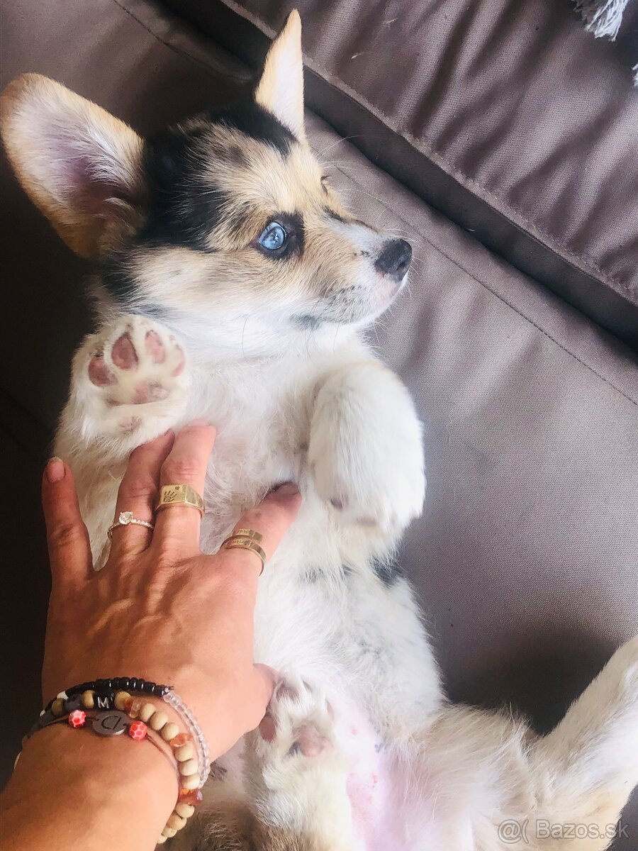 Welsh Corgi - 2