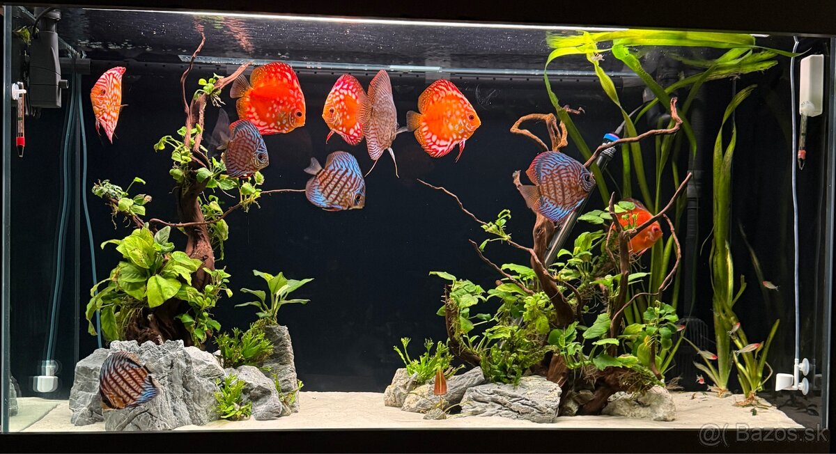 455l Akvarium - 2