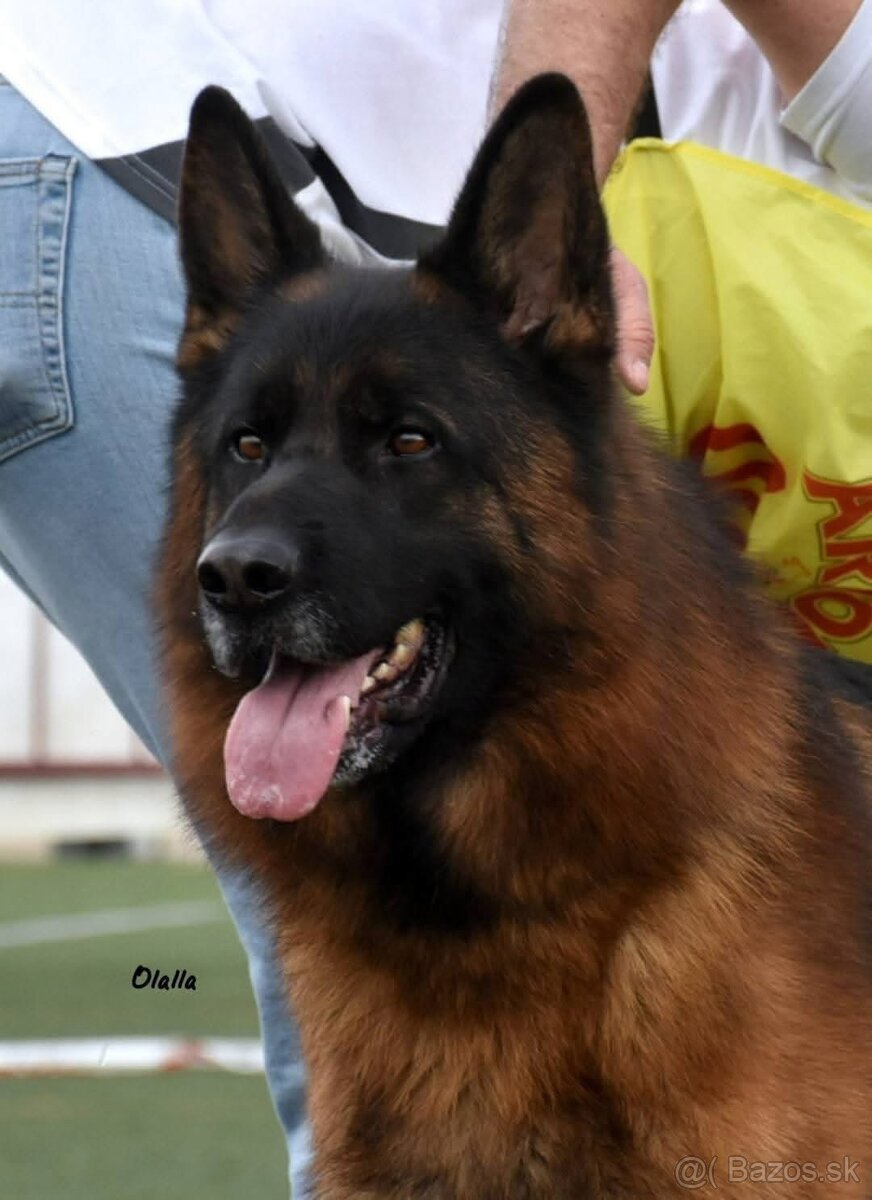 Šteniatka nemeckého ovčiaka typu Rex s PP - 2