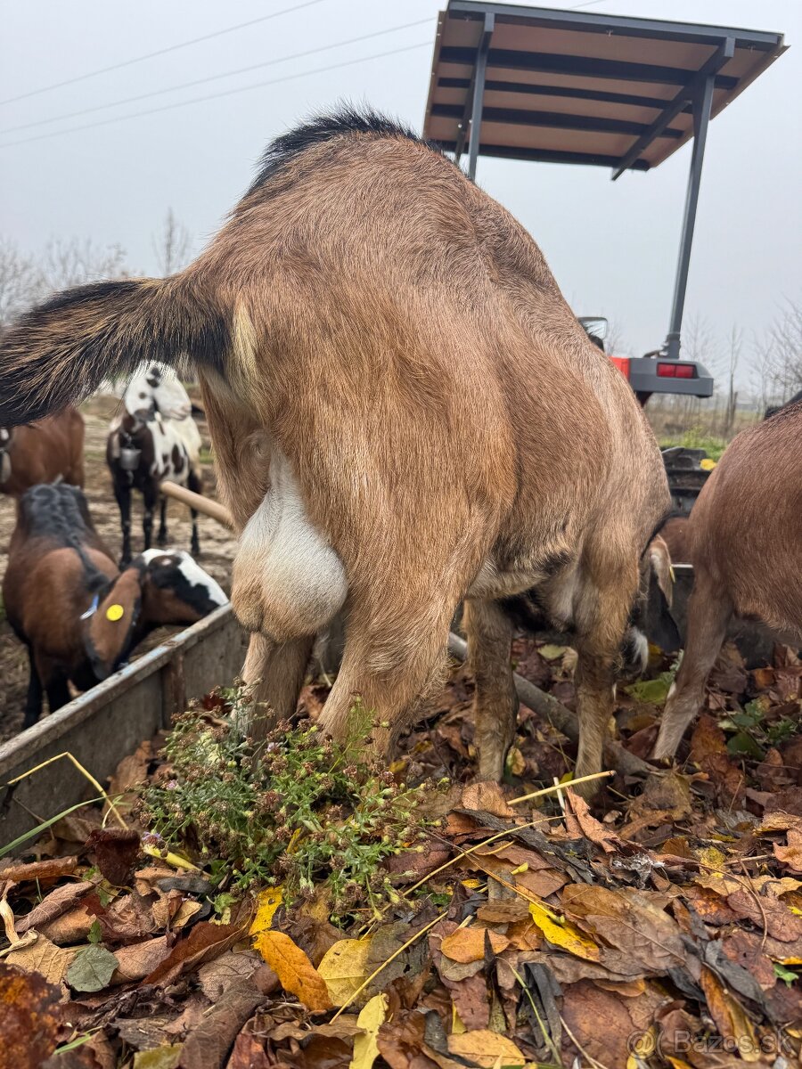 Predám anglonúbijských capov – čistokrvní, 8-mesační - 2