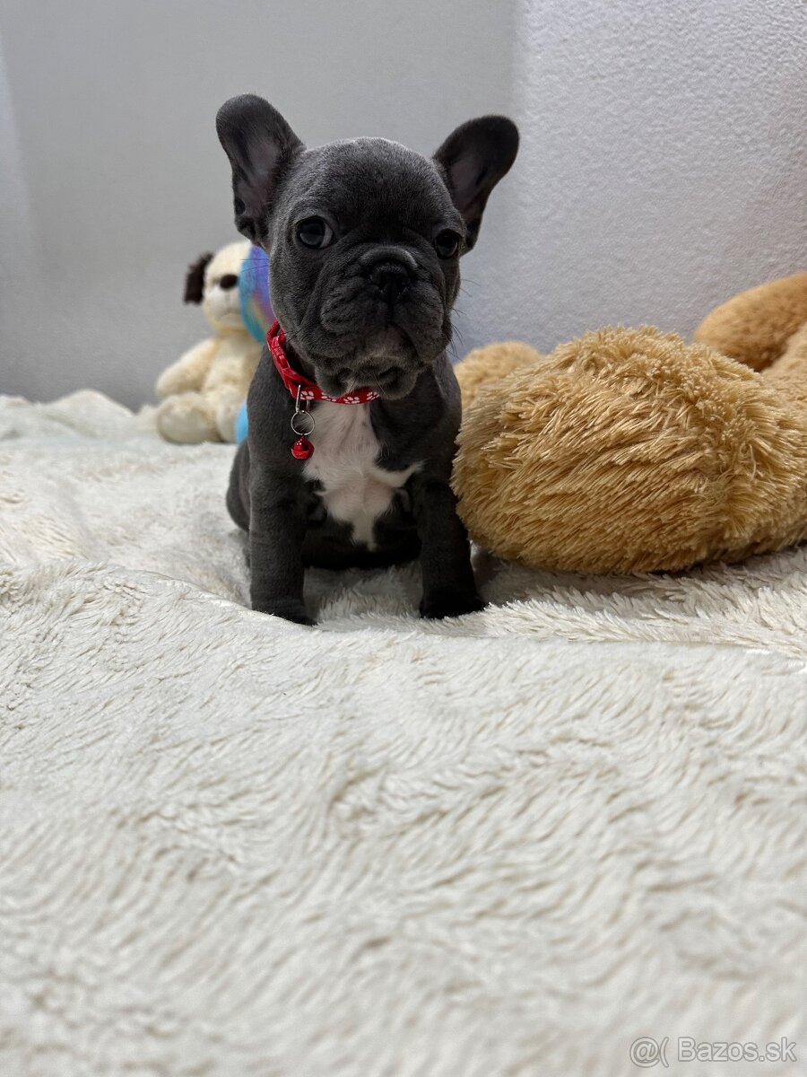 Francúzsky buldoček modré dievčatko - 2