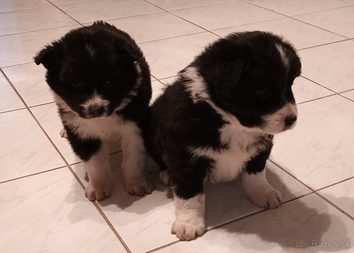 Border Collia steniatka - 2