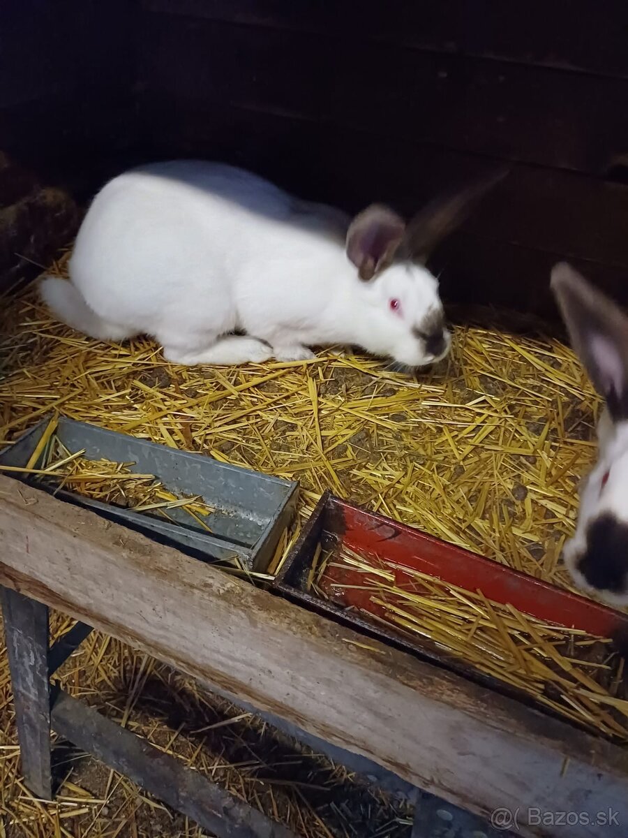 Predám králikov - 2
