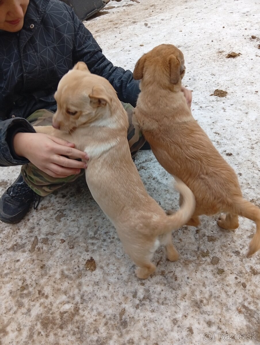 Darujem štenata 25€ - 2