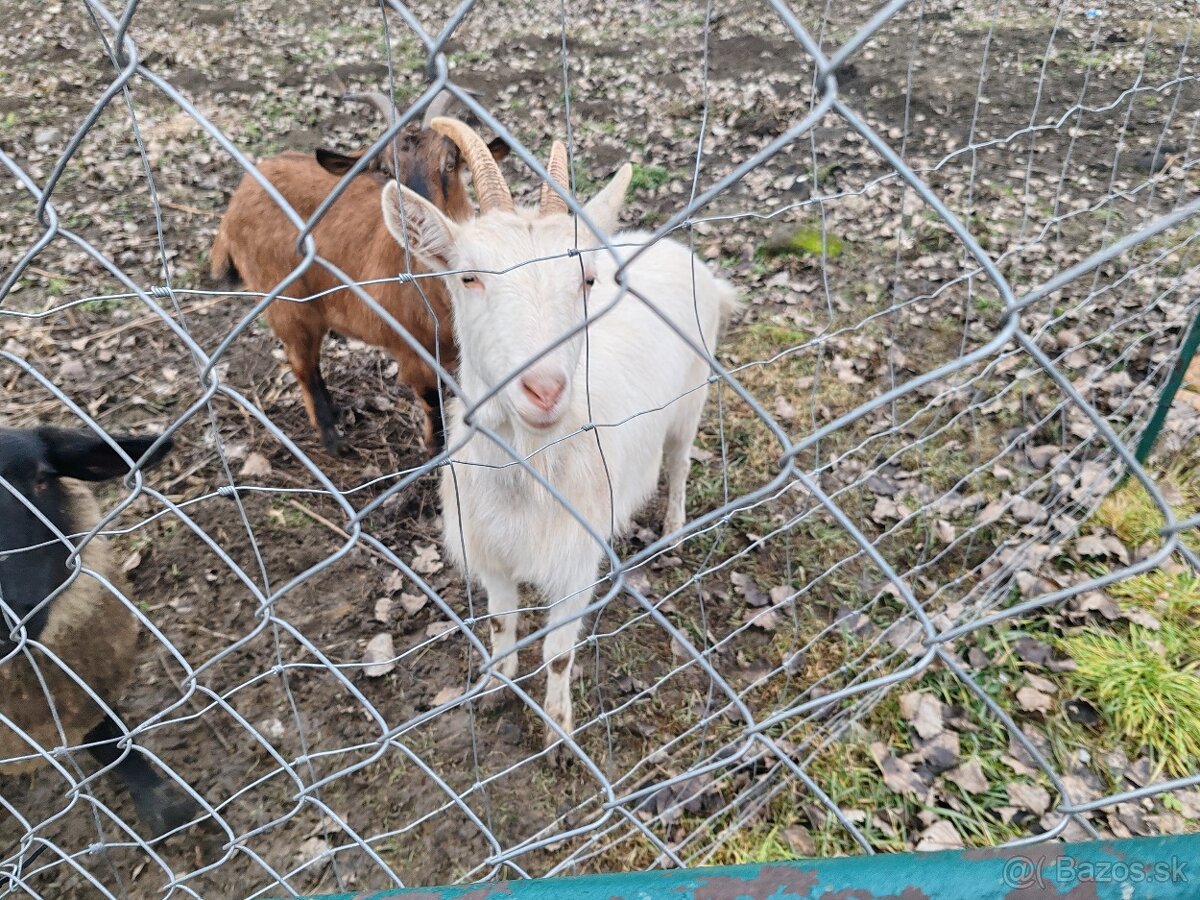 Predám kozu - 2