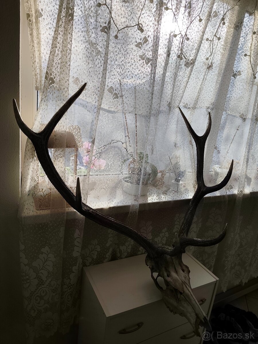 (Cervus elaphus) jelen lesný - 2