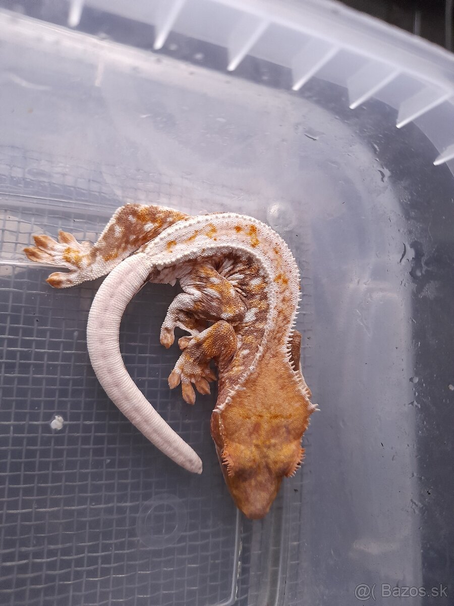 Pagekon riasnaty, ciliatus - 2