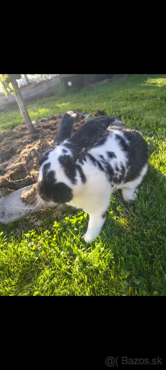 Francúzsky baran kríženec - 2