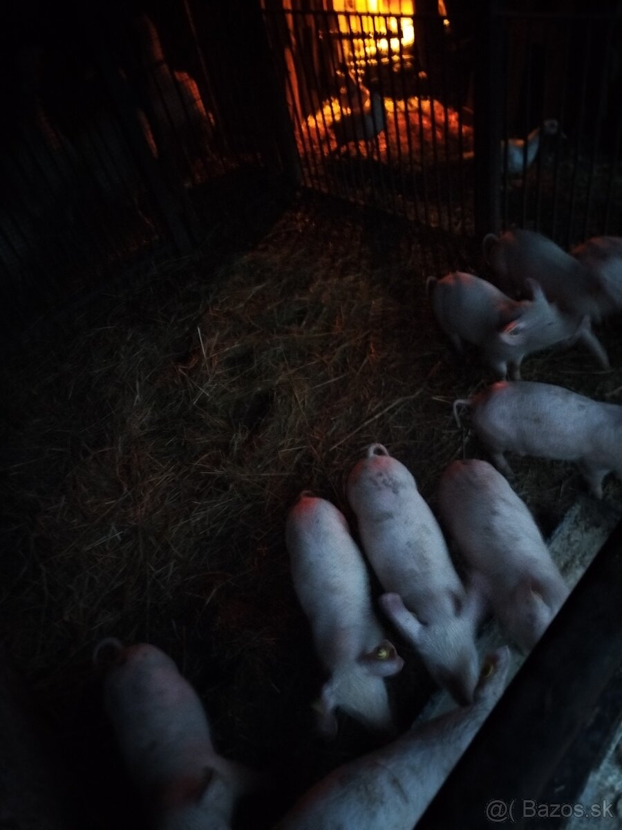 Predám odstavčatá - 2