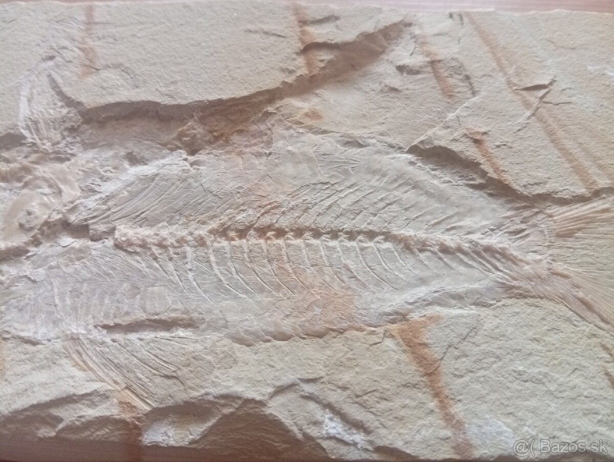 Skamenelina celej ryby - 2