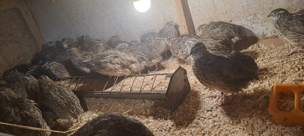 Japonské prepelice sliepky - 2