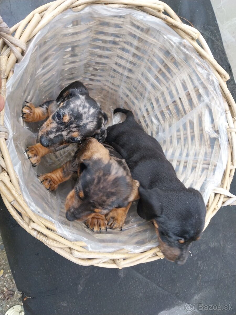 Jazvečík trpasličí - merle - 2