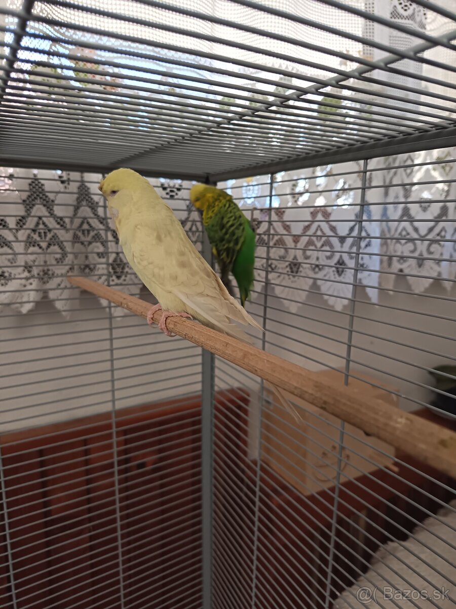 Výstavné Andúlky - 2