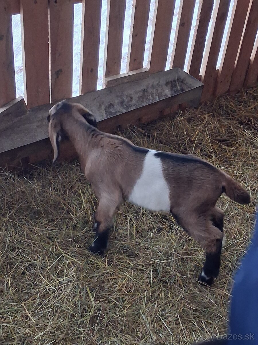 anglonubijsky cap - 2