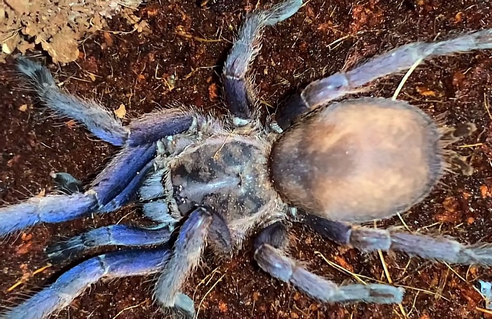 Tarantula,vtackár - 2