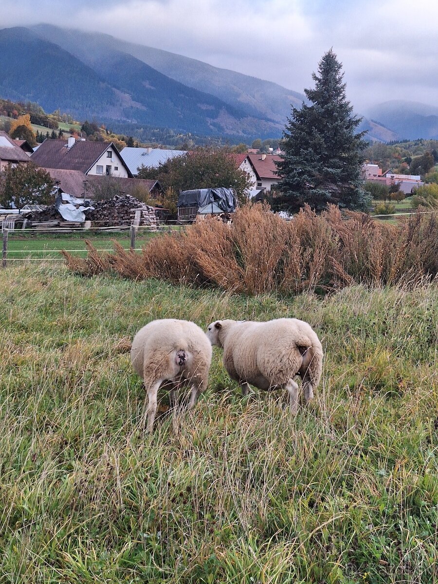TEXEL čistokrvné ovce - 2