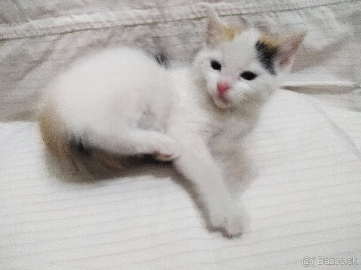 Malá mačička - 2
