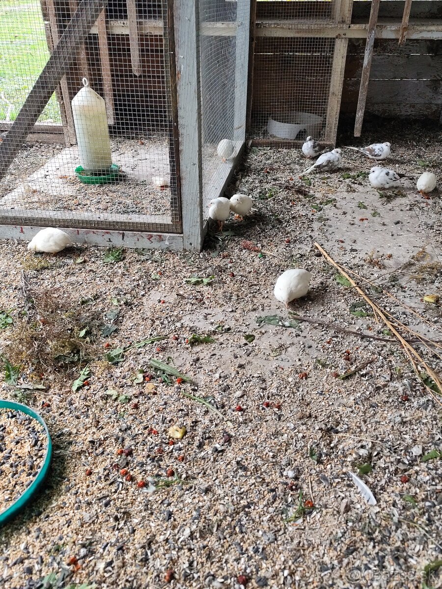 Prepelica Čínska - 2