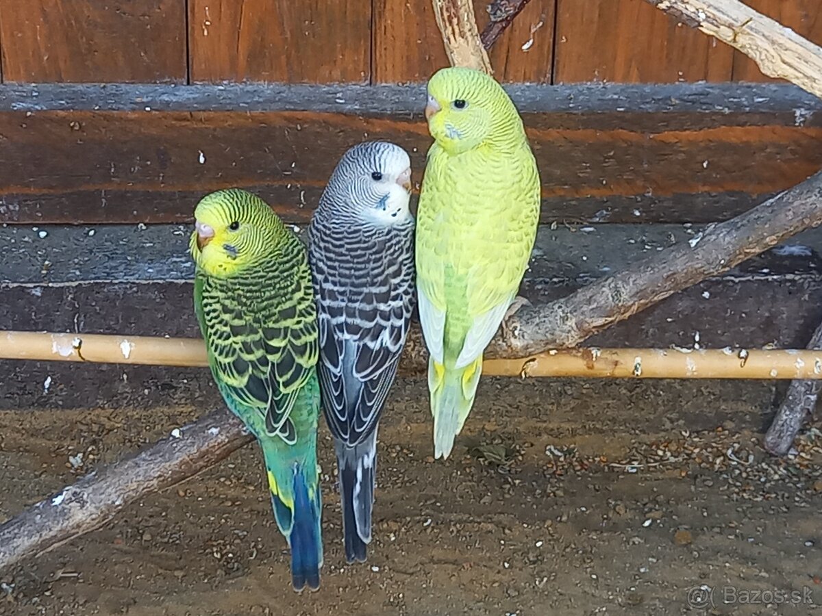Predam andulky mlade vonkajsi chov - 2