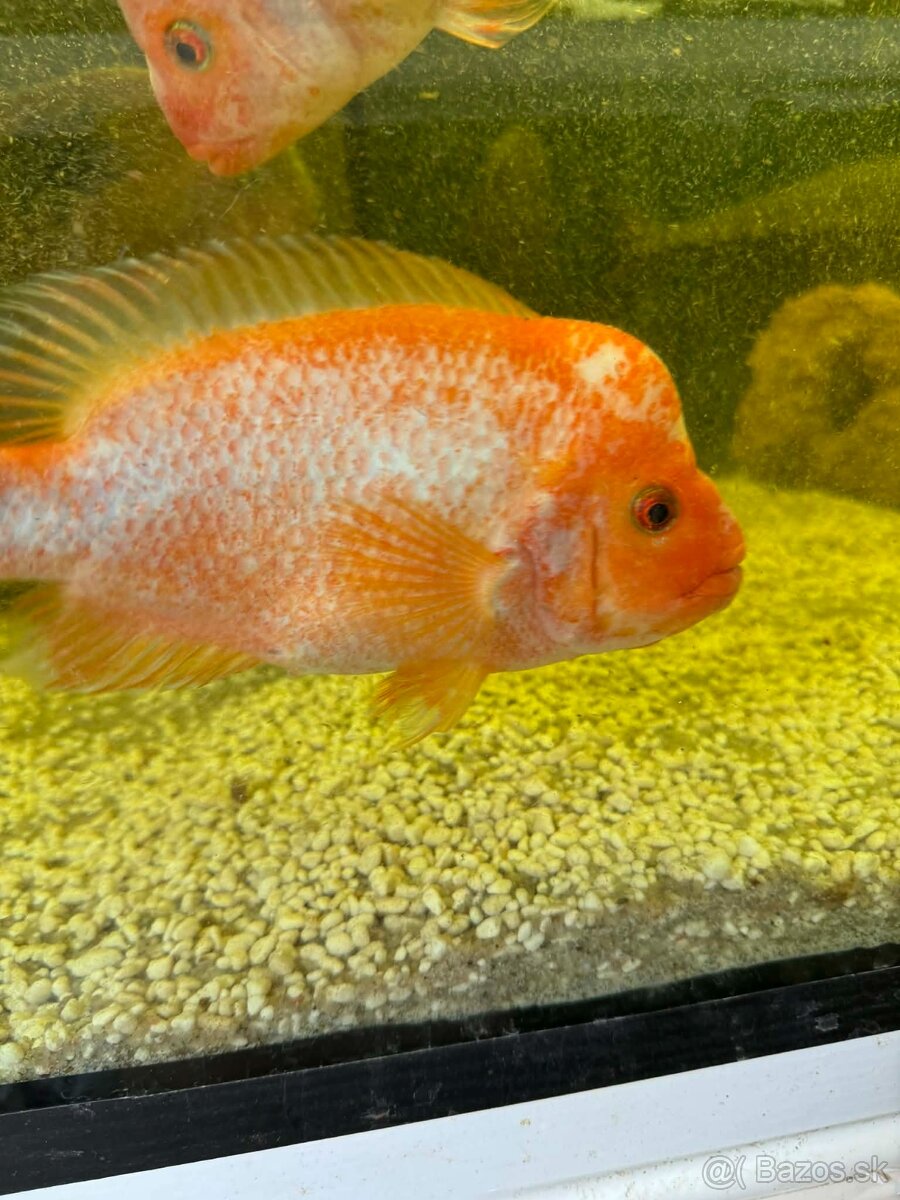 Americké cichlidy - 2