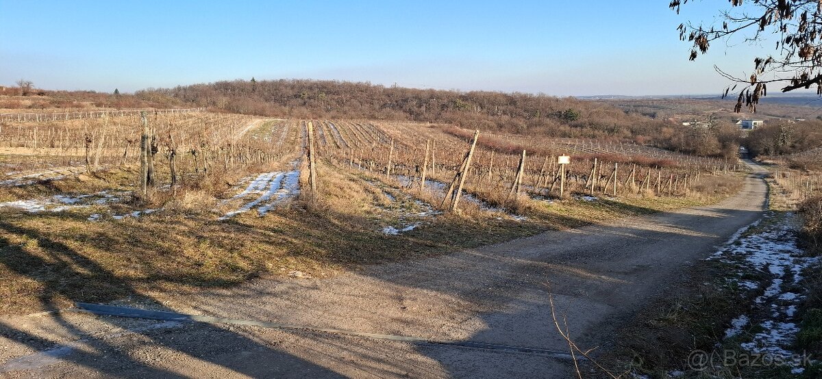 vinohrad v Modre - 2