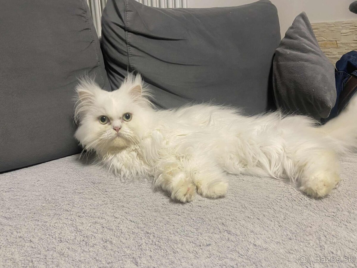 Perzský kocúr na krytie - 2