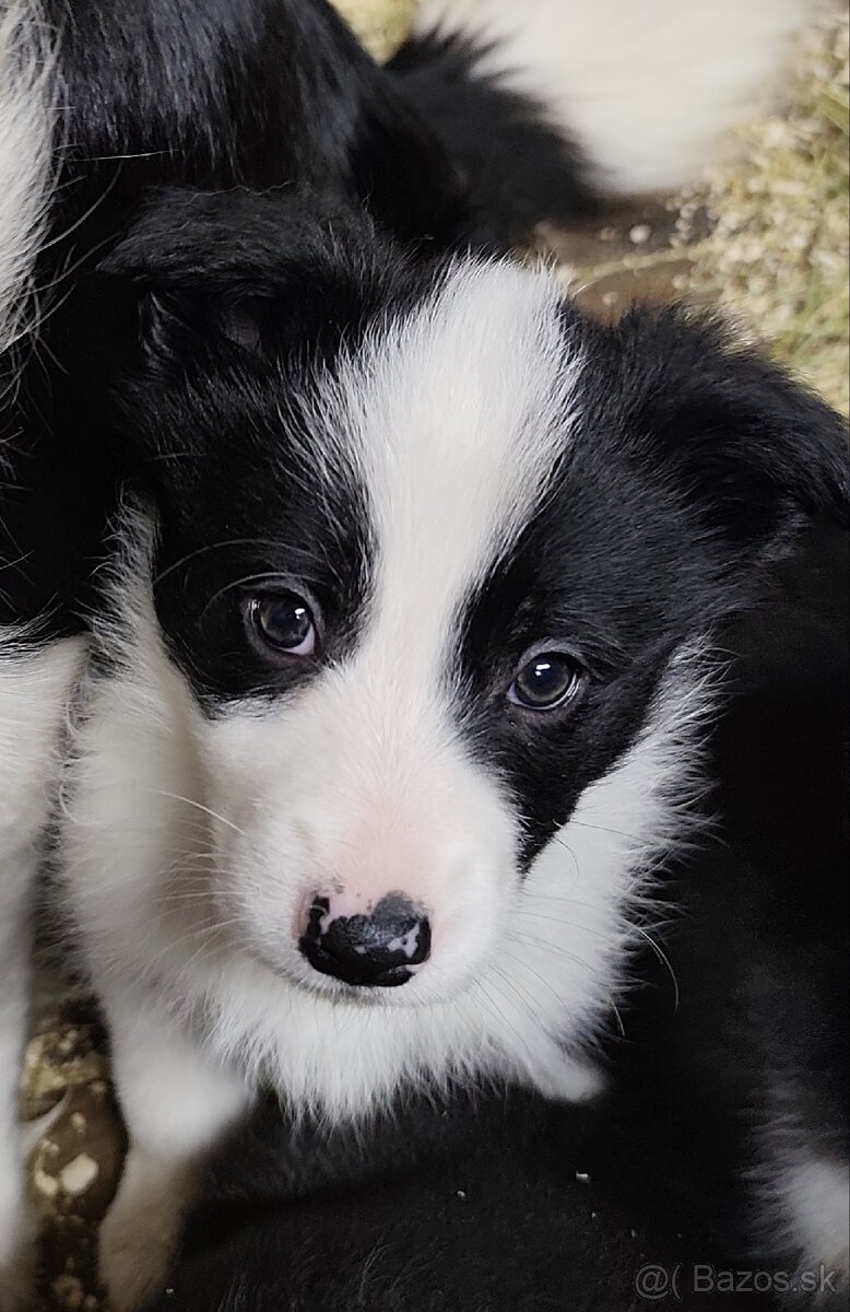 Border kólia šteniatka - 2