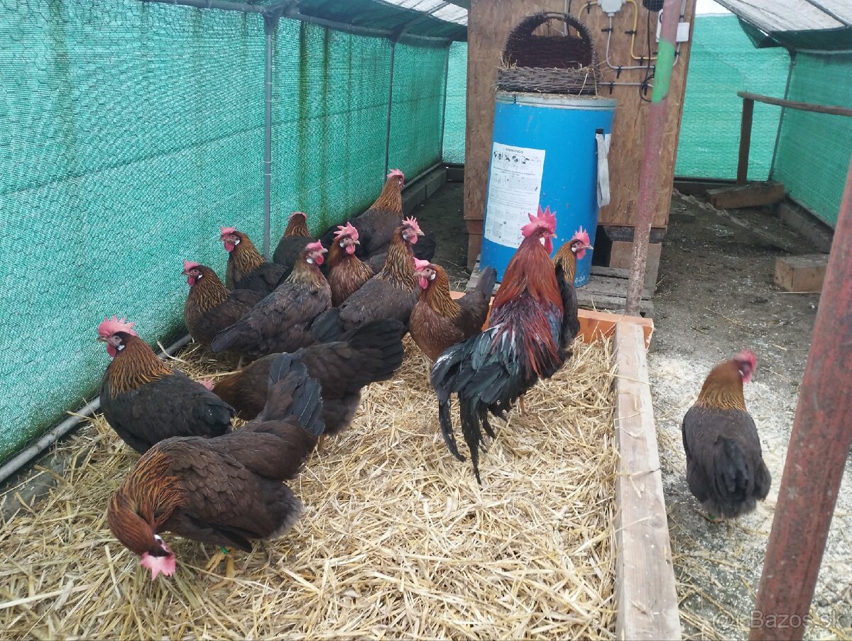 Nasadove vajíčka, vajcia - 2