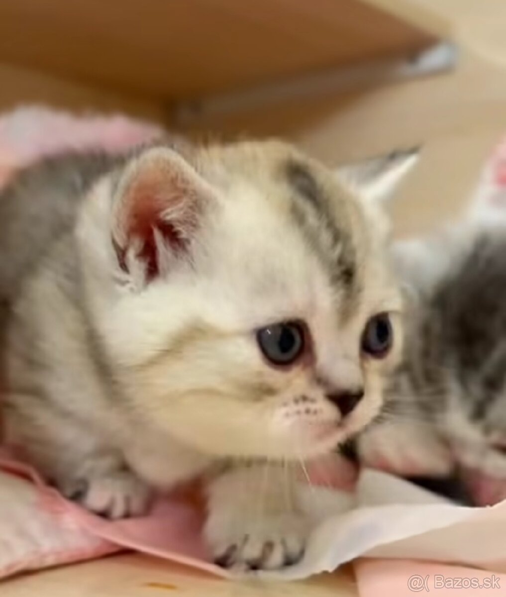 Britské krátkosrsté mačiatka s PP - 2