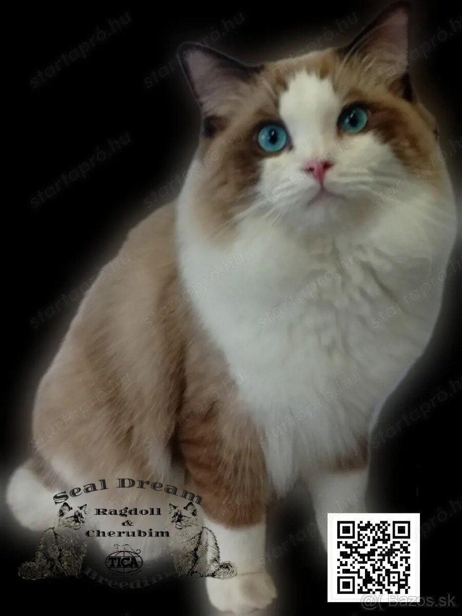 Ragdoll & Cherubim - 2