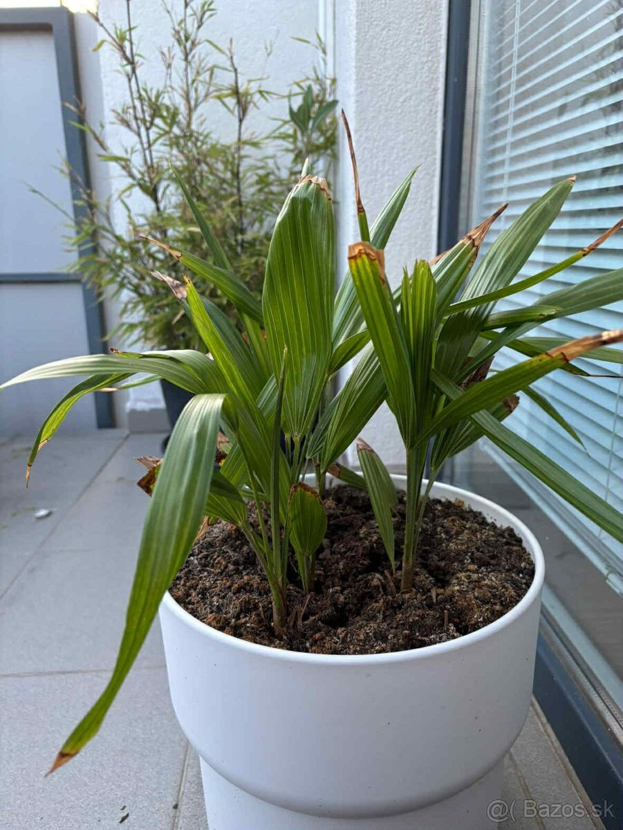 Palmové semená - Trachycarpus fortunei - 2