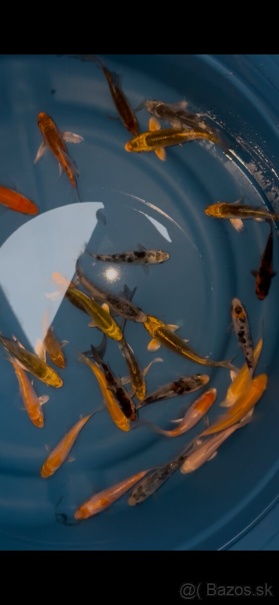 Buterfly koi ,Japonské koi kapre - 2