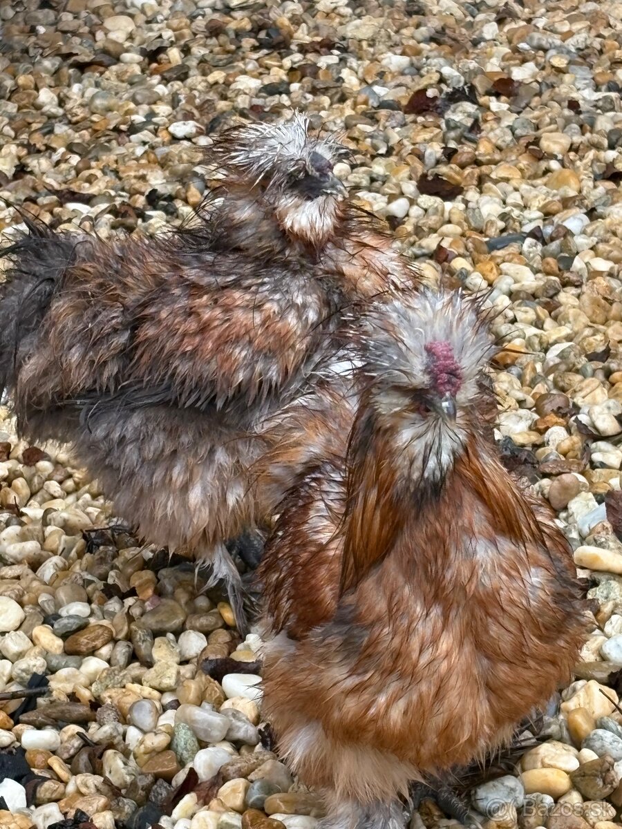 Hodvabnicky 2 sliepky a 1 kohut - 2