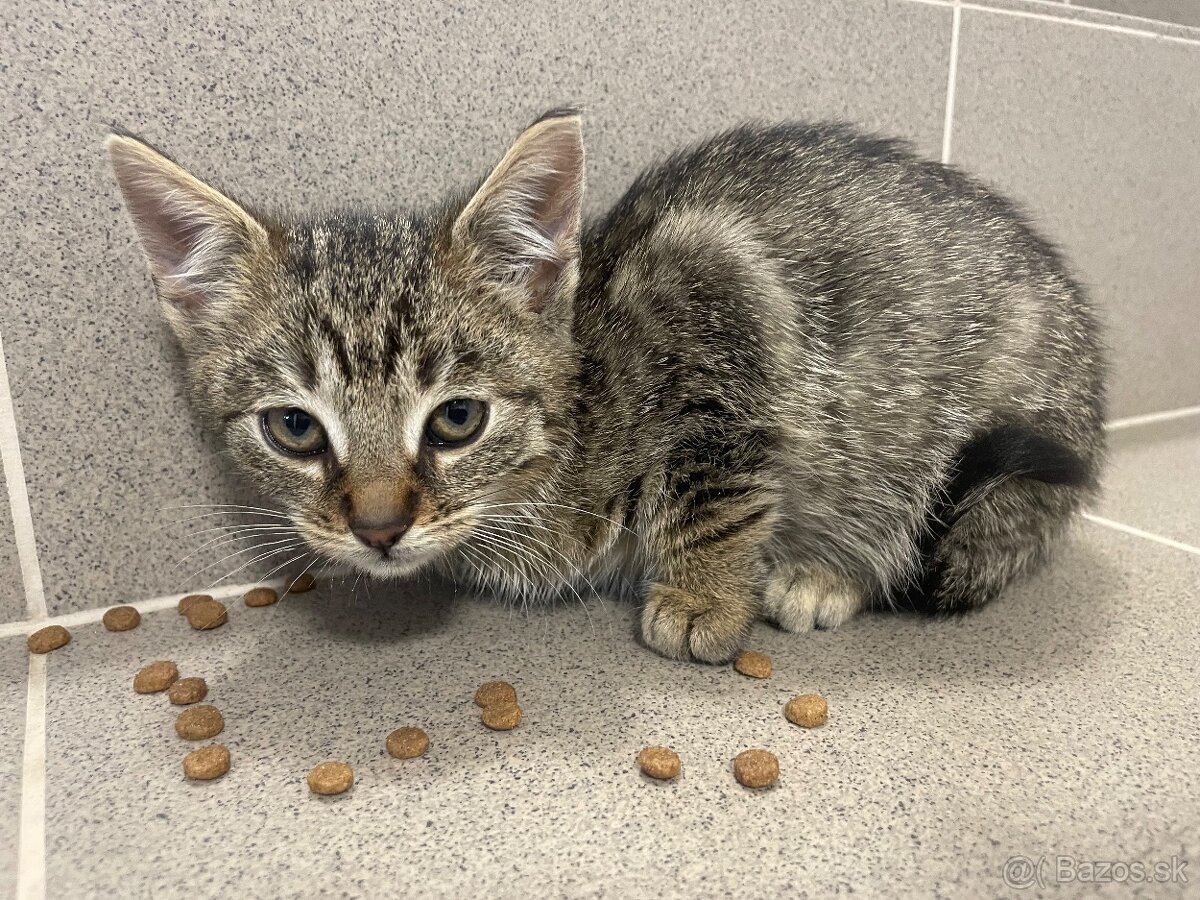 Darujem kocúrika - 2