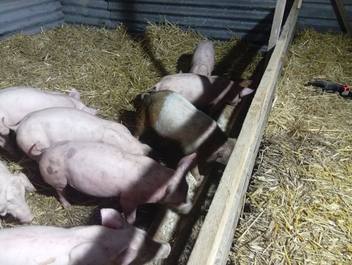 Predám odstavčata 20-25kg - 2