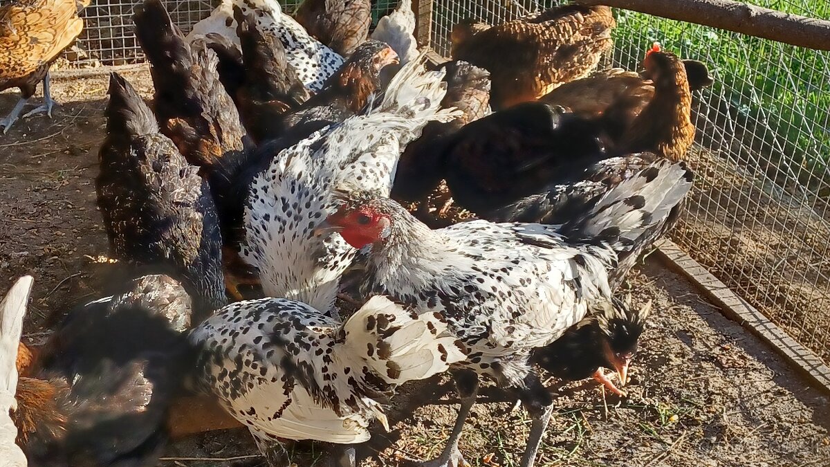 Apenzelský chocholáč - 2