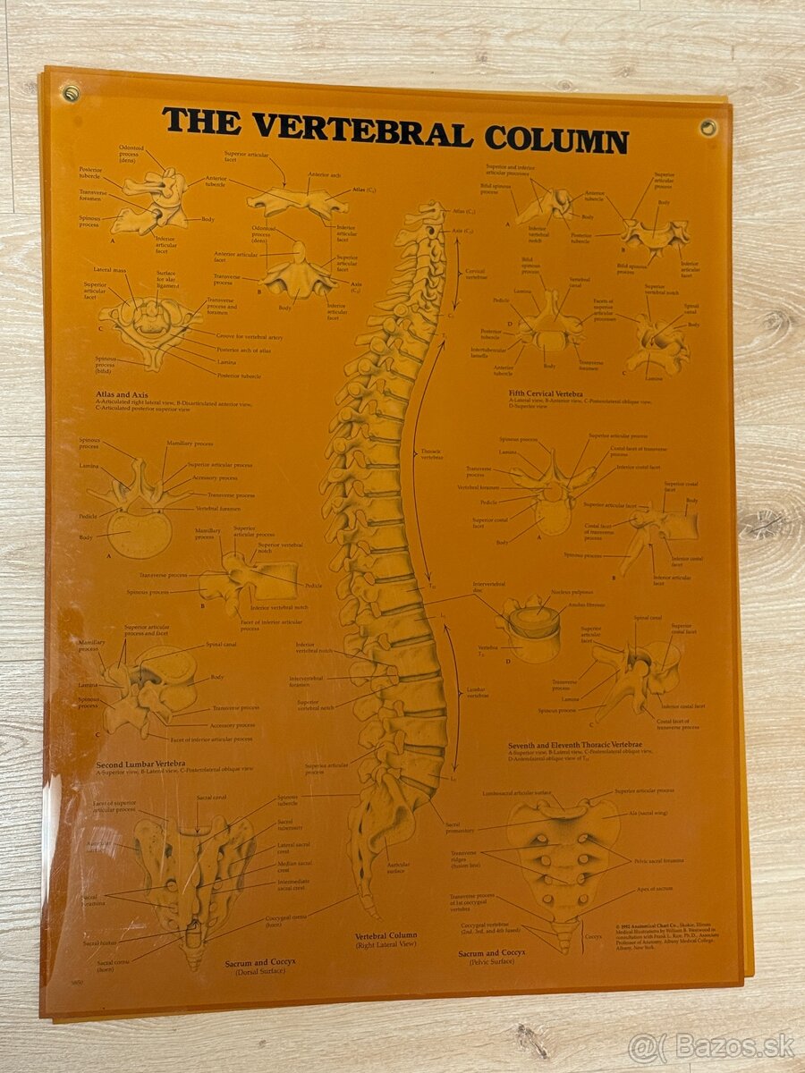 Anatomické obrazy 3ks - 2